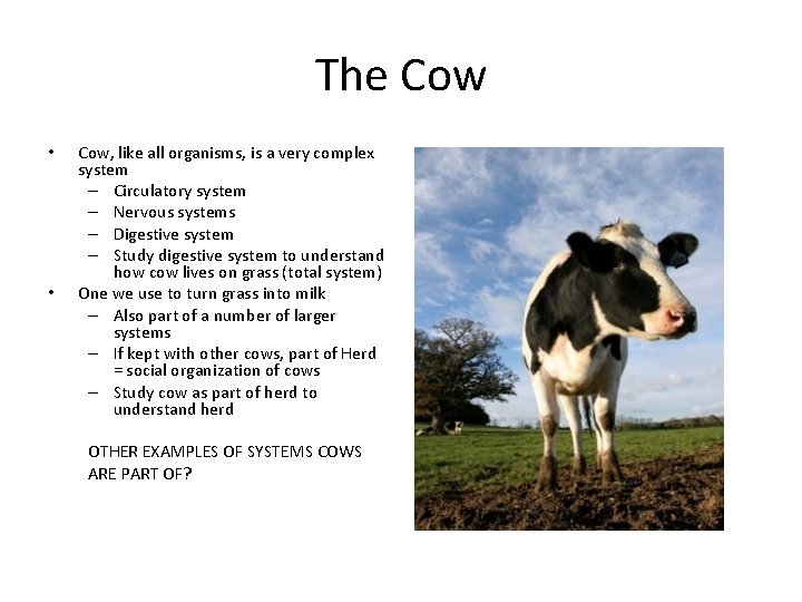 The Cow • • Cow, like all organisms, is a very complex system –