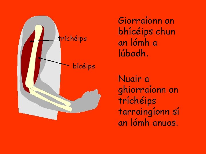 tríchéips Giorraíonn an bhícéips chun an lámh a lúbadh. bícéips Nuair a ghiorraíonn an