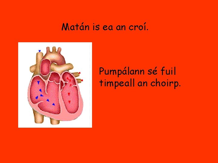Matán is ea an croí. Pumpálann sé fuil timpeall an choirp. 