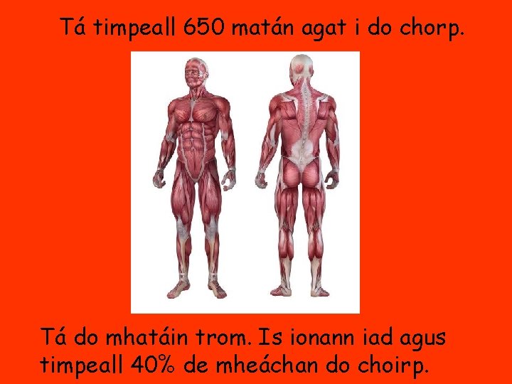 Tá timpeall 650 matán agat i do chorp. Tá do mhatáin trom. Is ionann