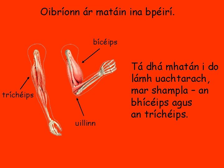 Oibríonn ár matáin ina bpéirí. bícéips tríchéips uillinn Tá dhá mhatán i do lámh