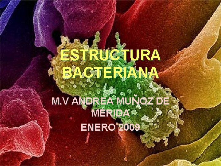 ESTRUCTURA BACTERIANA M. V ANDREA MUŇOZ DE MÉRIDA ENERO 2009 