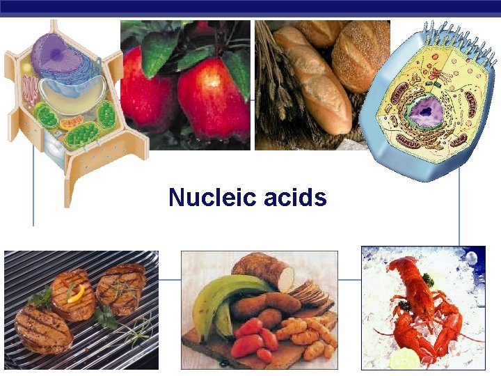 Nucleic acids AP Biology 2006 -2007 