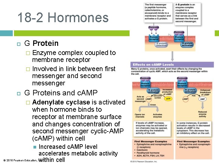 18 -2 Hormones G Protein Enzyme complex coupled to membrane receptor � Involved in