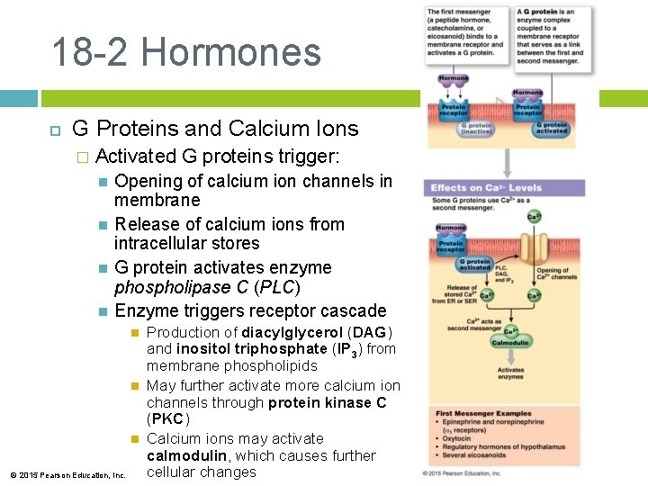 18 -2 Hormones G Proteins and Calcium Ions � Activated G proteins trigger: Opening