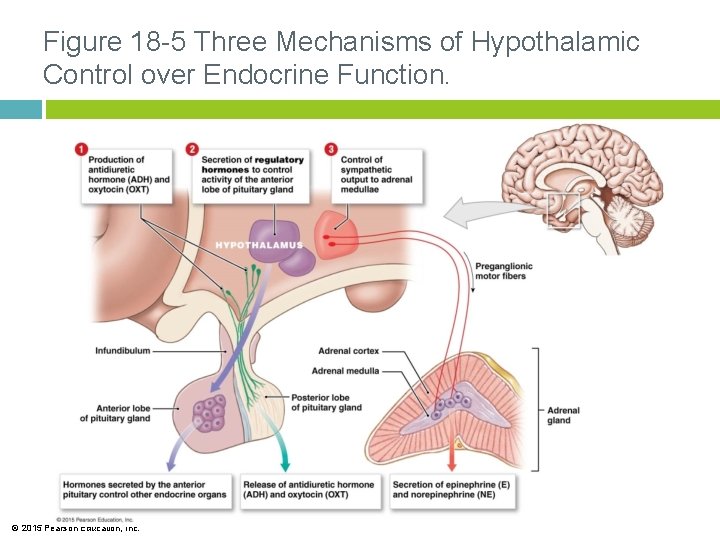 Figure 18 -5 Three Mechanisms of Hypothalamic Control over Endocrine Function. © 2015 Pearson