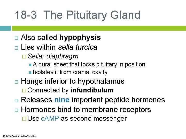 18 -3 The Pituitary Gland Also called hypophysis Lies within sella turcica � Sellar