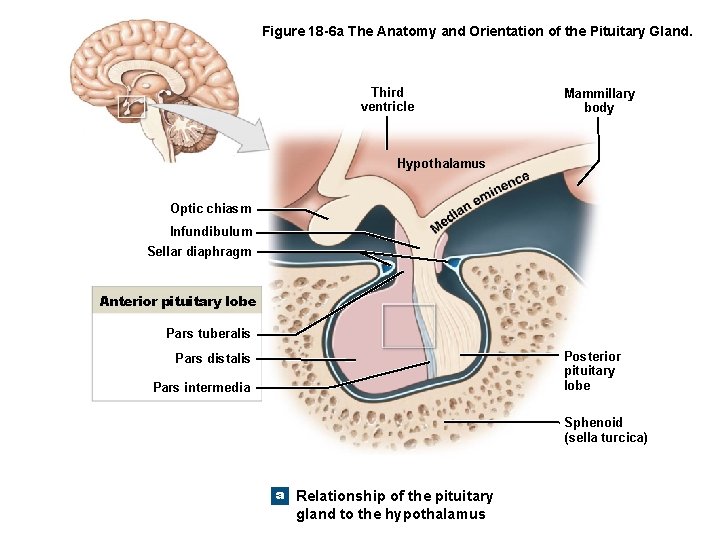 Figure 18 -6 a The Anatomy and Orientation of the Pituitary Gland. Third ventricle