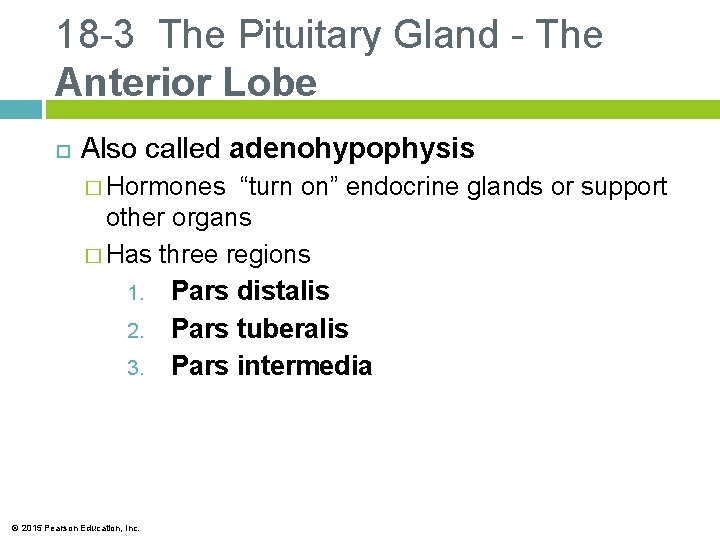 18 -3 The Pituitary Gland - The Anterior Lobe Also called adenohypophysis � Hormones