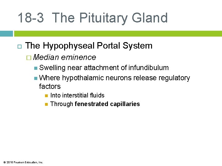 18 -3 The Pituitary Gland The Hypophyseal Portal System � Median eminence Swelling near