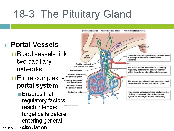 18 -3 The Pituitary Gland Portal Vessels � Blood vessels link two capillary networks