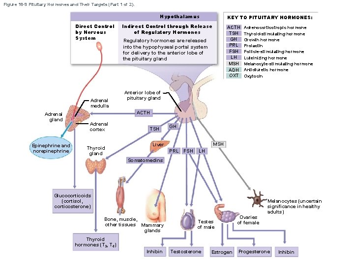 Figure 18 -9 Pituitary Hormones and Their Targets (Part 1 of 2). Hypothalamus Direct