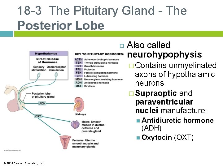 18 -3 The Pituitary Gland - The Posterior Lobe Also called neurohypophysis � Contains