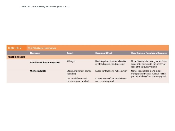 Table 18 -2 The Pituitary Hormones (Part 2 of 2). 