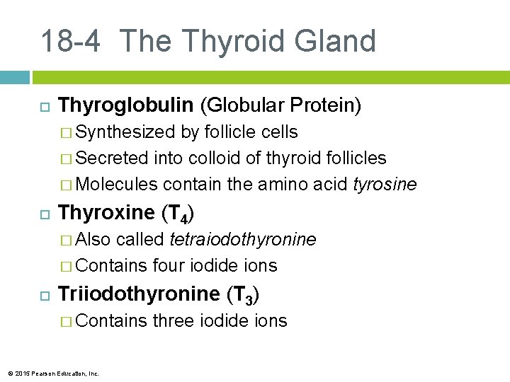 18 -4 The Thyroid Gland Thyroglobulin (Globular Protein) � Synthesized by follicle cells �