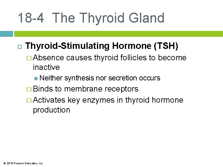 18 -4 The Thyroid Gland Thyroid-Stimulating Hormone (TSH) � Absence causes thyroid follicles to