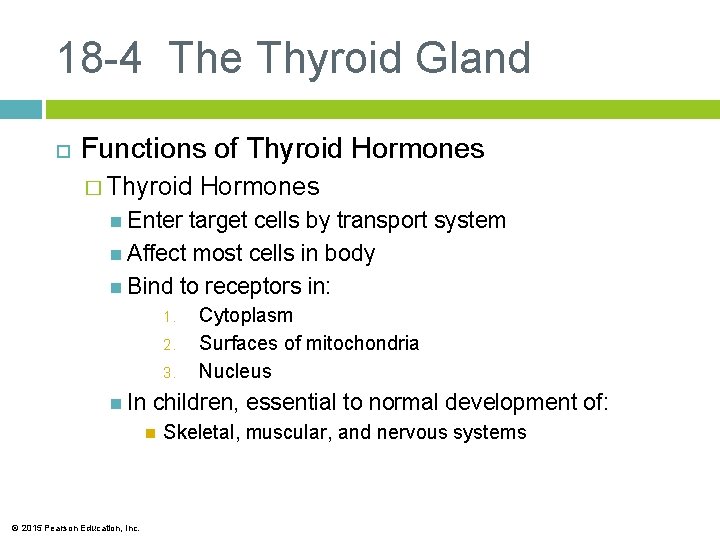 18 -4 The Thyroid Gland Functions of Thyroid Hormones � Thyroid Hormones Enter target