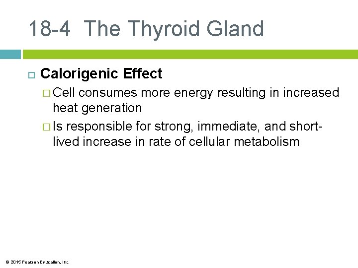 18 -4 The Thyroid Gland Calorigenic Effect � Cell consumes more energy resulting in