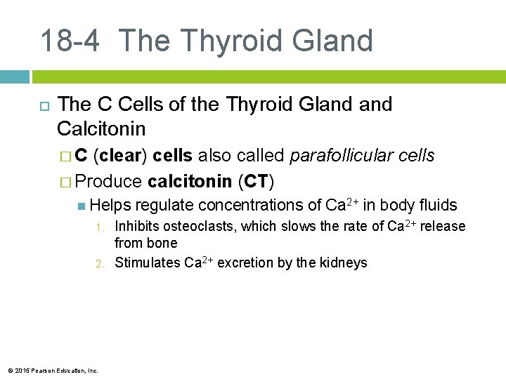 18 -4 The Thyroid Gland The C Cells of the Thyroid Gland Calcitonin �C