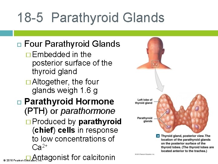 18 -5 Parathyroid Glands Four Parathyroid Glands � Embedded in the posterior surface of