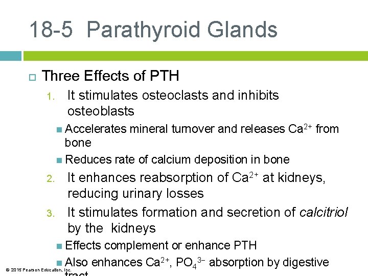 18 -5 Parathyroid Glands Three Effects of PTH 1. It stimulates osteoclasts and inhibits