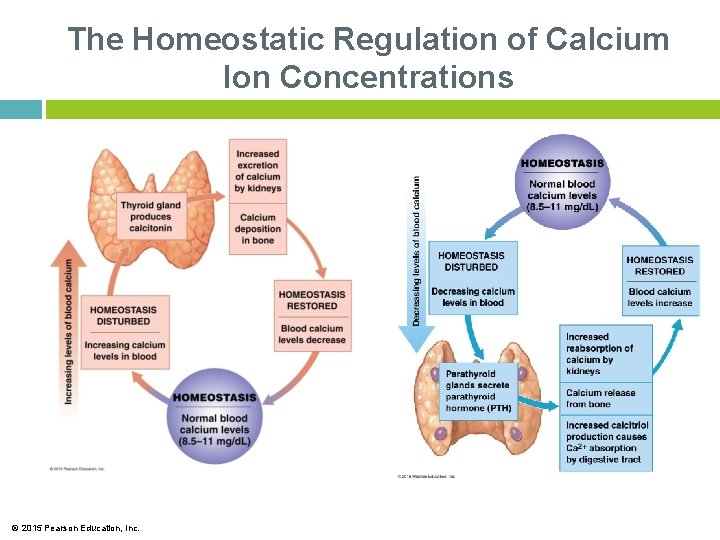 The Homeostatic Regulation of Calcium Ion Concentrations © 2015 Pearson Education, Inc. 