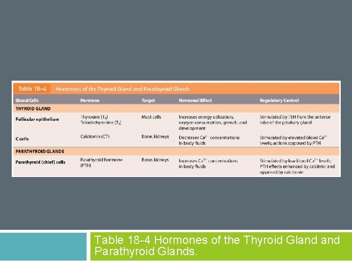 Table 18 -4 Hormones of the Thyroid Gland Parathyroid Glands. 