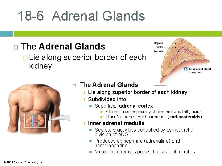 18 -6 Adrenal Glands The Adrenal Glands � Lie along superior border of each