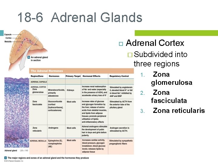 18 -6 Adrenal Glands Adrenal Cortex � Subdivided into three regions 1. 2. 3.