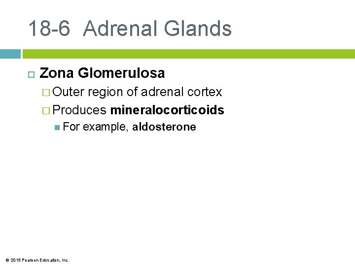 18 -6 Adrenal Glands Zona Glomerulosa � Outer region of adrenal cortex � Produces