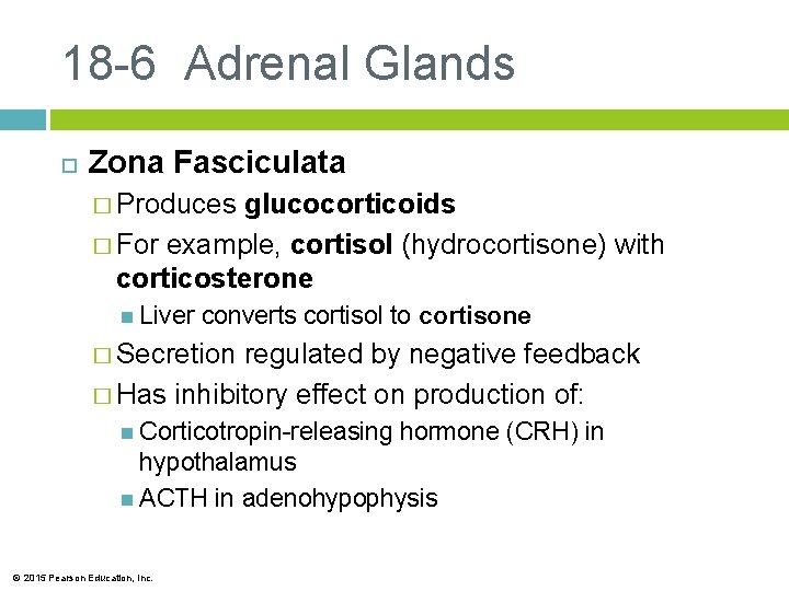 18 -6 Adrenal Glands Zona Fasciculata � Produces glucocorticoids � For example, cortisol (hydrocortisone)