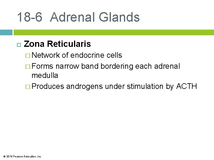 18 -6 Adrenal Glands Zona Reticularis � Network of endocrine cells � Forms narrow