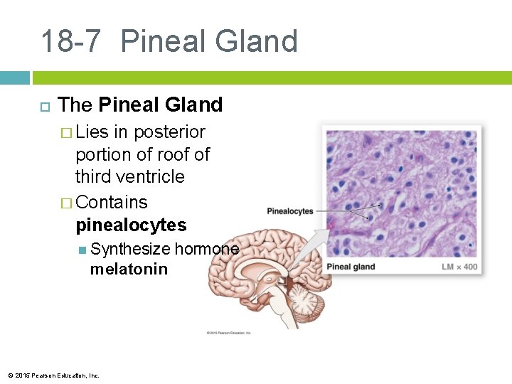 18 -7 Pineal Gland The Pineal Gland � Lies in posterior portion of roof