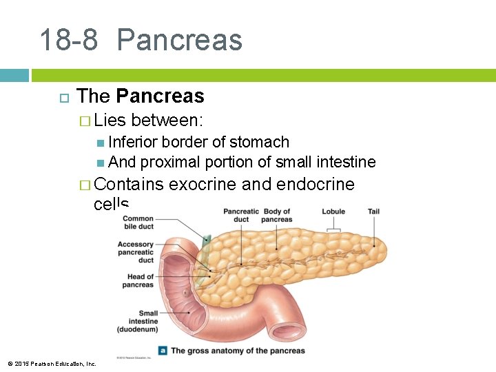 18 -8 Pancreas The Pancreas � Lies between: Inferior border of stomach And proximal