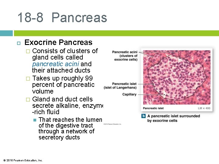 18 -8 Pancreas Exocrine Pancreas Consists of clusters of gland cells called pancreatic acini