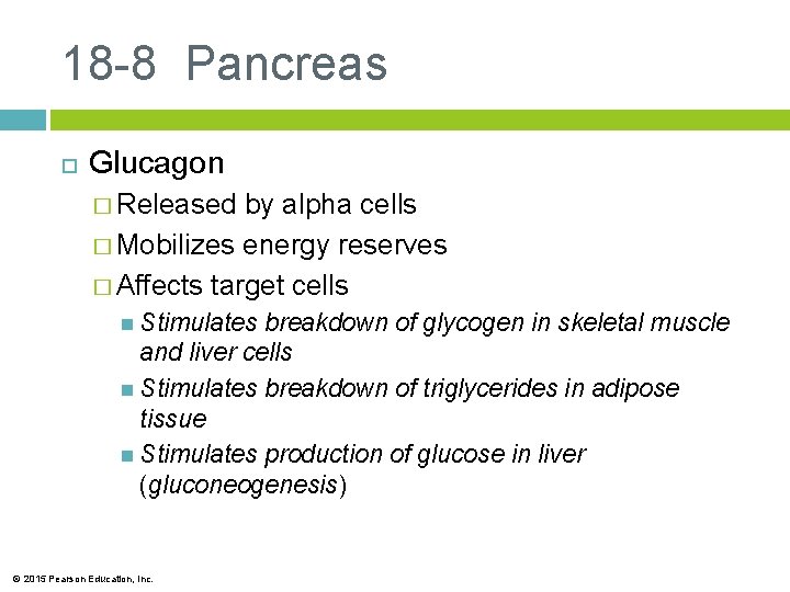 18 -8 Pancreas Glucagon � Released by alpha cells � Mobilizes energy reserves �