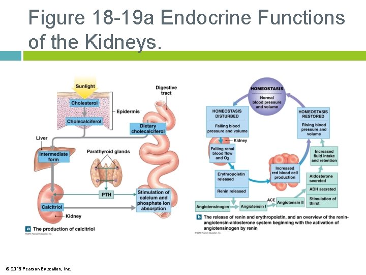 Figure 18 -19 a Endocrine Functions of the Kidneys. © 2015 Pearson Education, Inc.