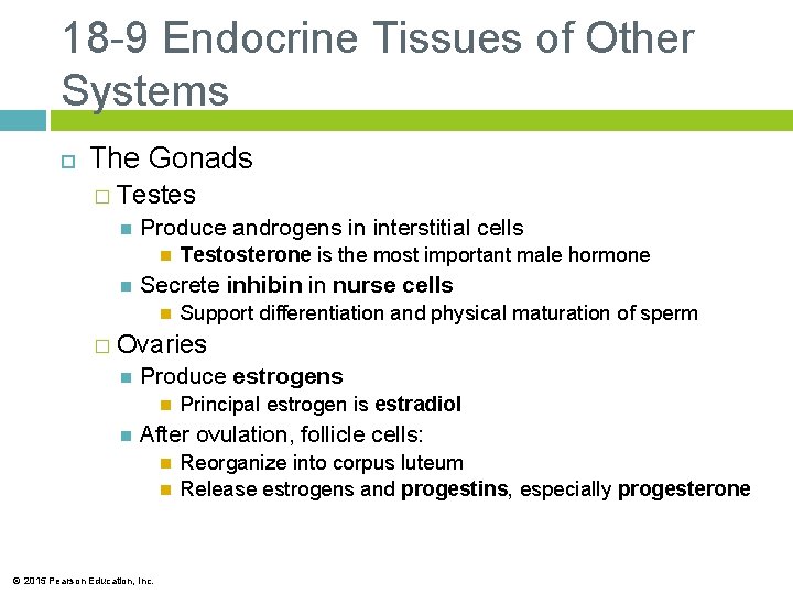 18 -9 Endocrine Tissues of Other Systems The Gonads � Testes Produce androgens in