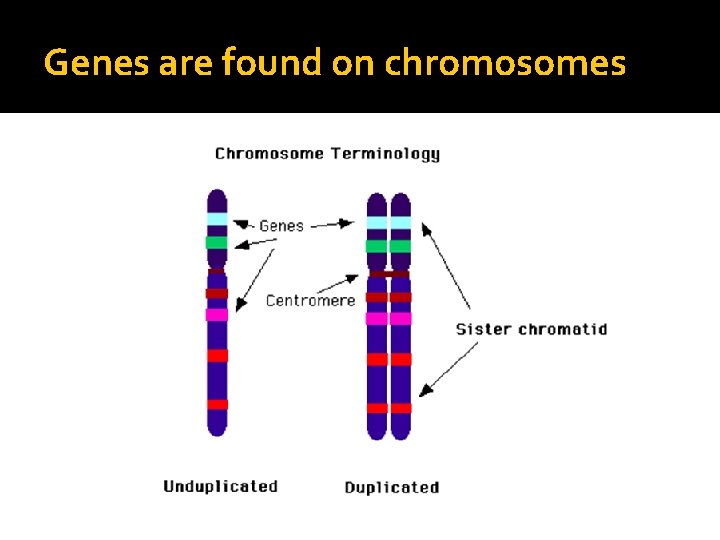 Genes are found on chromosomes 