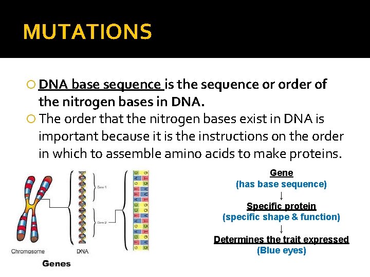 MUTATIONS DNA base sequence is the sequence or order of the nitrogen bases in