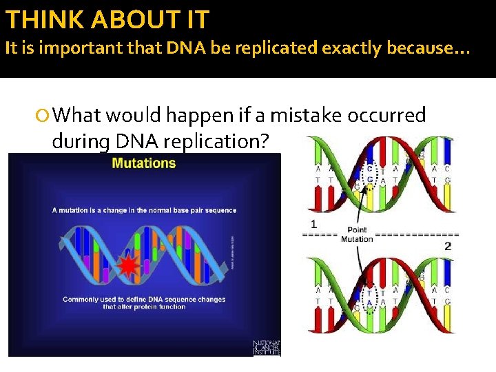 THINK ABOUT IT It is important that DNA be replicated exactly because… What would