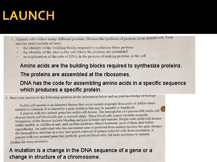 LAUNCH Amino acids are the building blocks required to synthesize proteins. The proteins are