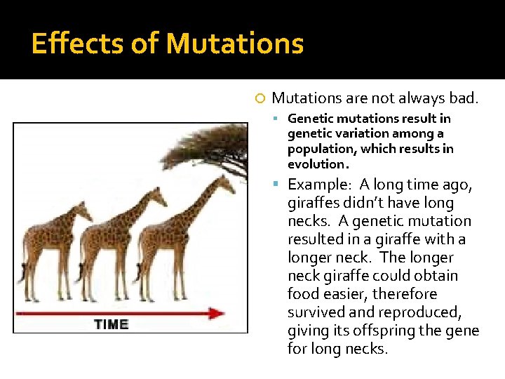 Effects of Mutations are not always bad. Genetic mutations result in genetic variation among