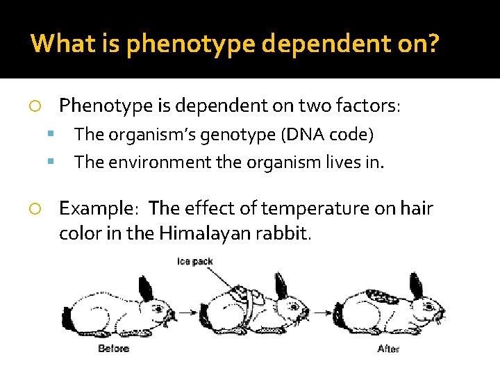 What is phenotype dependent on? Phenotype is dependent on two factors: The organism’s genotype