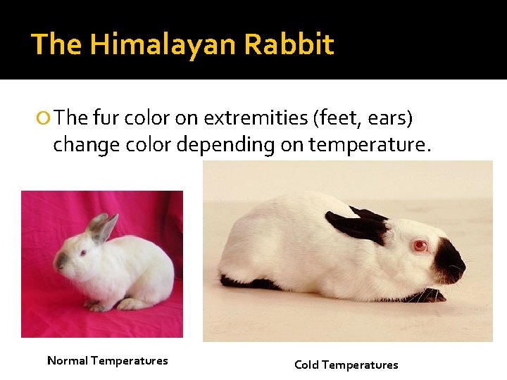 The Himalayan Rabbit The fur color on extremities (feet, ears) change color depending on