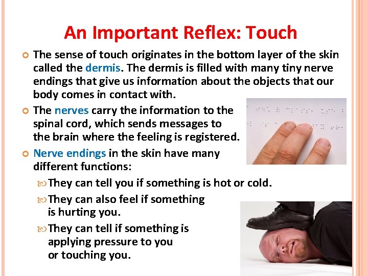 An Important Reflex: Touch The sense of touch originates in the bottom layer of An Important Reflex: Touch The sense of touch originates in the bottom layer of