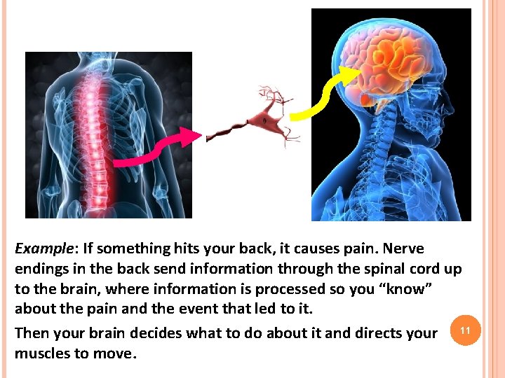 Example: If something hits your back, it causes pain. Nerve endings in the back Example: If something hits your back, it causes pain. Nerve endings in the back