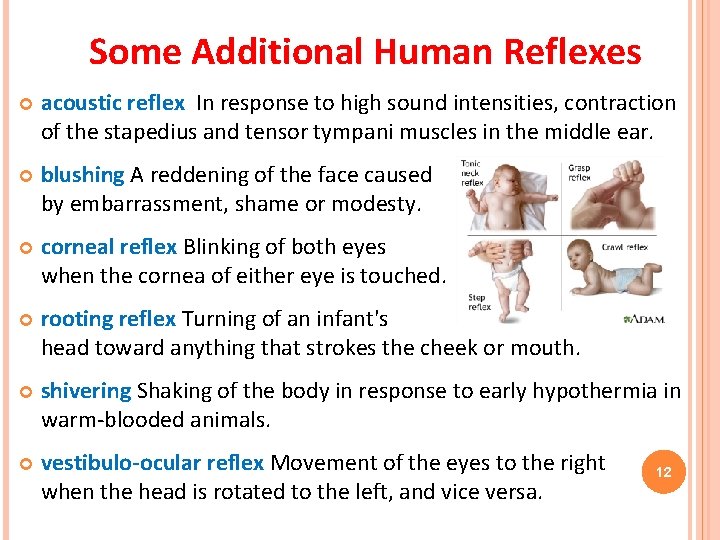Some Additional Human Reflexes acoustic reflex In response to high sound intensities, contraction of Some Additional Human Reflexes acoustic reflex In response to high sound intensities, contraction of