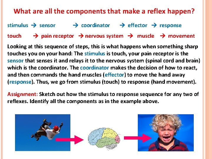 What are all the components that make a reflex happen? stimulus sensor touch coordinator What are all the components that make a reflex happen? stimulus sensor touch coordinator