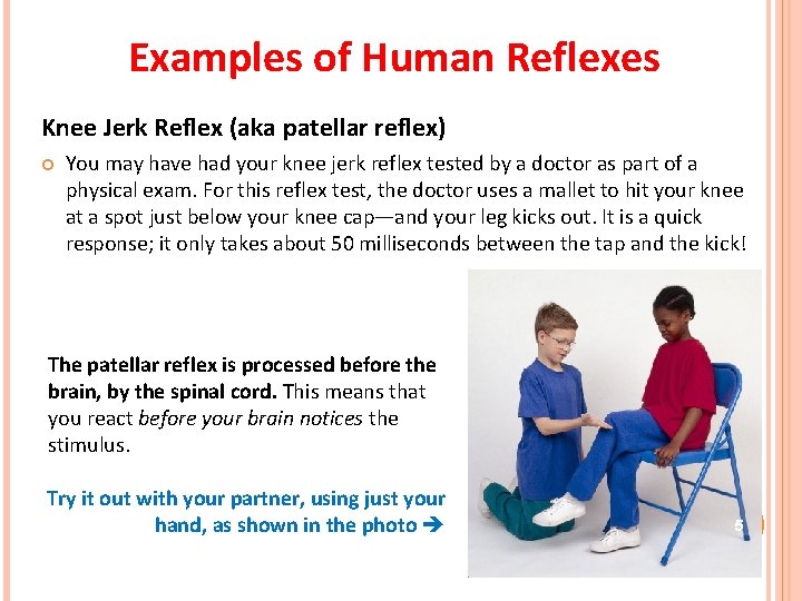 Examples of Human Reflexes Knee Jerk Reflex (aka patellar reflex) You may have had Examples of Human Reflexes Knee Jerk Reflex (aka patellar reflex) You may have had